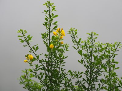 Genista maderensis, photographed by gwynmwilliams
