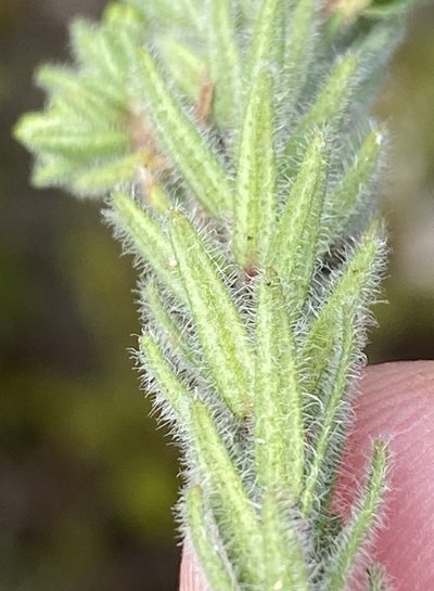 Agathosma robusta, photographed by Dave U