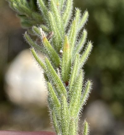 Agathosma robusta, photographed by Dave U