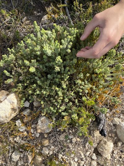 Agathosma robusta, photographed by Dave U