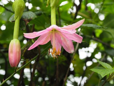 Passiflora tarminiana, photographed by gwynmwilliams
