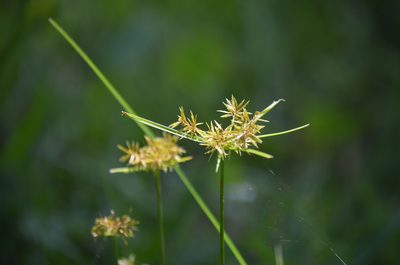 Cyperus polystachyos, photographed by Josiah Londerée