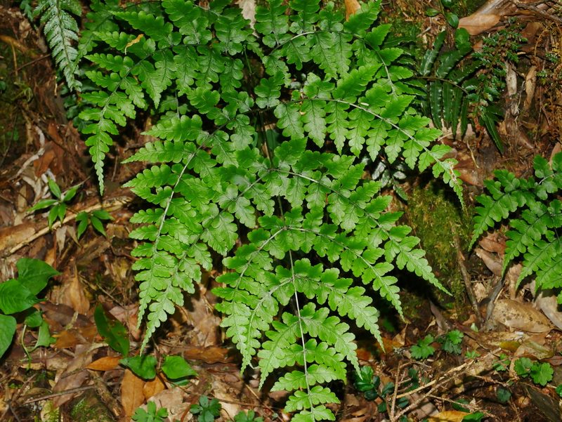 Diplazium squamigerum, photographed by Jacy Chen