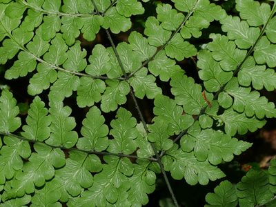 Diplazium squamigerum, photographed by Jacy Chen