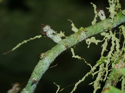 Goniophlebium raishaense, photographed by Jacy Chen