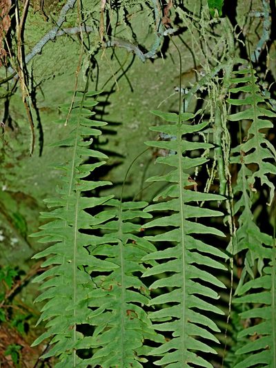 Goniophlebium raishaense, photographed by Jacy Chen