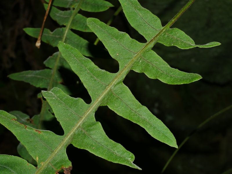 Goniophlebium raishaense, photographed by Jacy Chen