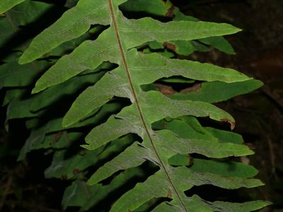 Goniophlebium raishaense, photographed by Jacy Chen