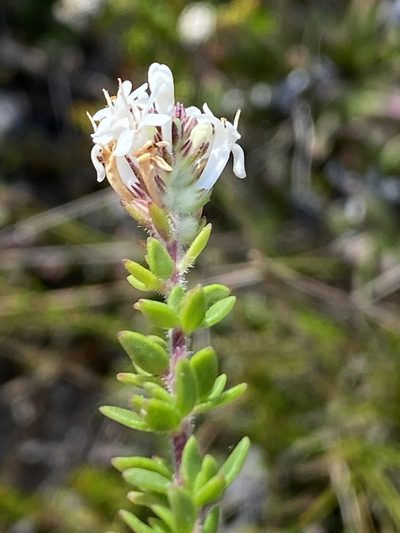 Selago setulosa, photographed by Dave U