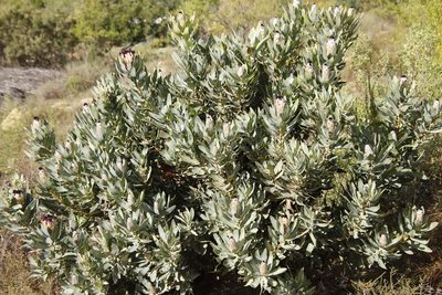 Protea laurifolia, photographed by Tony Rebelo