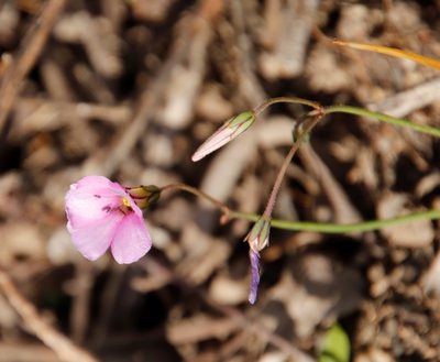 Oxalis livida, photographed by Tony Rebelo