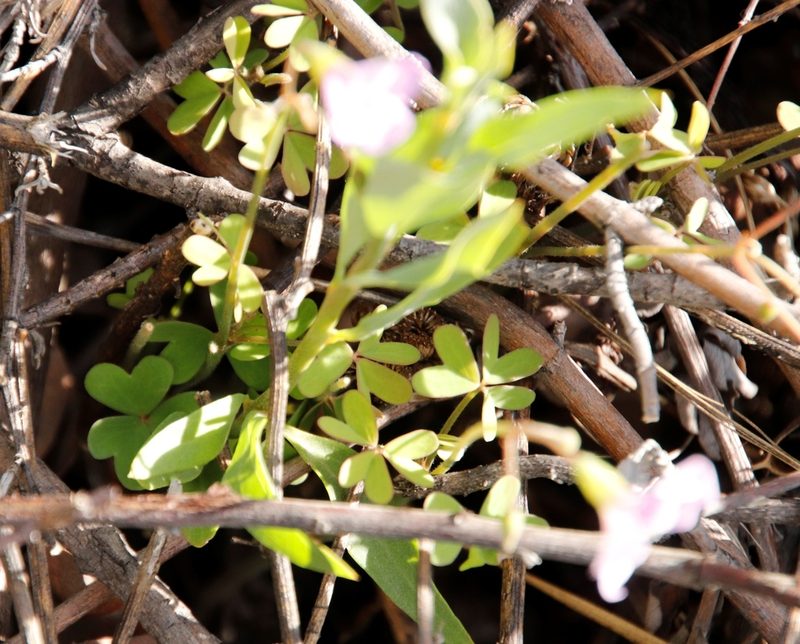 Oxalis livida, photographed by Tony Rebelo