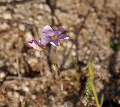 Oxalis livida, photographed by Tony Rebelo