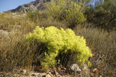 Leucadendron salignum, photographed by Tony Rebelo