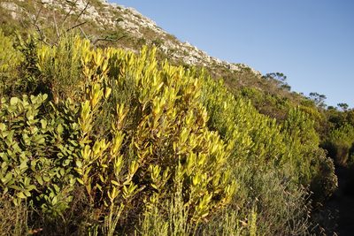 Leucadendron laureolum, photographed by Tony Rebelo