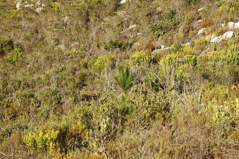 Pinus radiata, photographed by Tony Rebelo