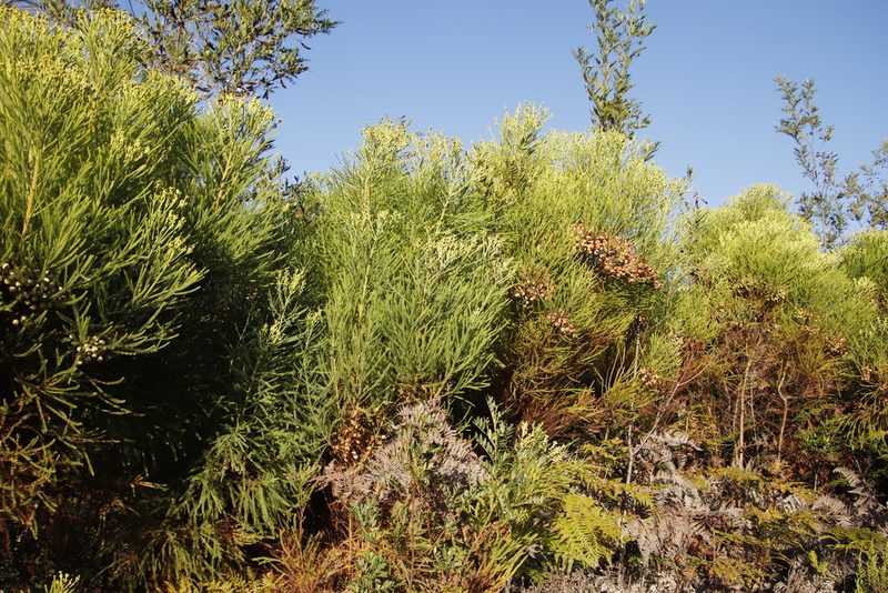 Berzelia lanuginosa, photographed by Tony Rebelo