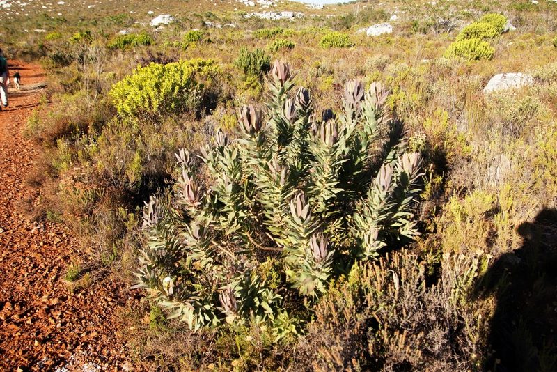 Protea coronata, photographed by Tony Rebelo