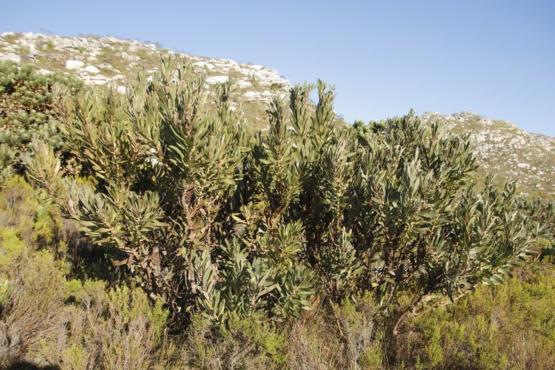 Protea lepidocarpodendron, photographed by Tony Rebelo
