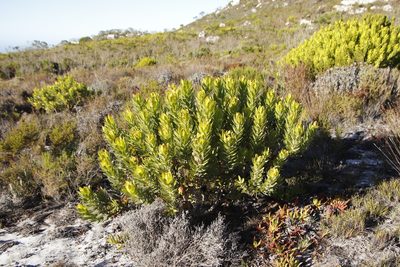 Leucadendron laureolum, photographed by Tony Rebelo