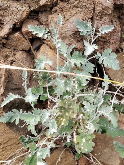 Crambe fruticosa, photographed by Vítor Jorge