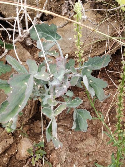Crambe fruticosa, photographed by Vítor Jorge