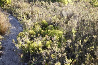 Leucadendron salignum, photographed by Tony Rebelo