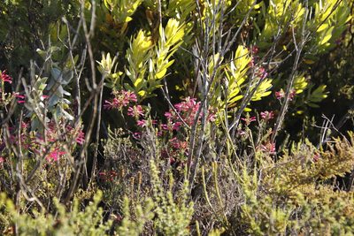 Leucadendron laureolum, photographed by Tony Rebelo