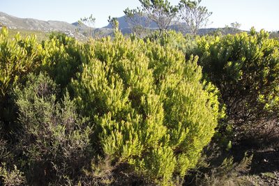 Leucadendron xanthoconus, photographed by Tony Rebelo