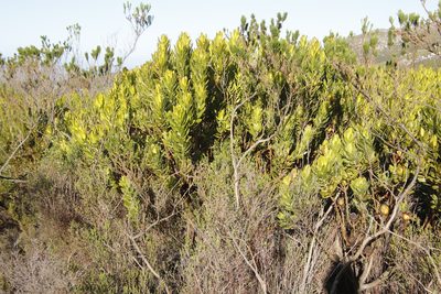 Psoralea pinnata, photographed by Tony Rebelo