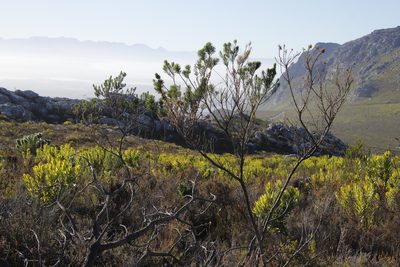 Psoralea pinnata, photographed by Tony Rebelo
