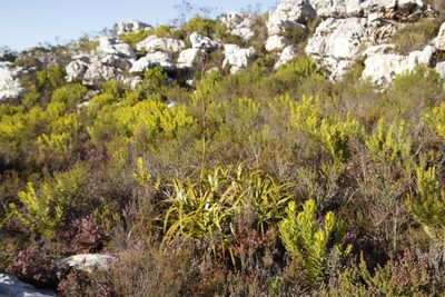 Tetraria thermalis, photographed by Tony Rebelo