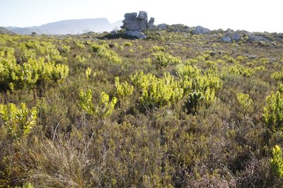 Leucadendron laureolum, photographed by Tony Rebelo