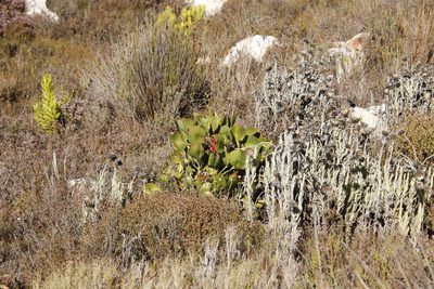 Protea cynaroides, photographed by Tony Rebelo