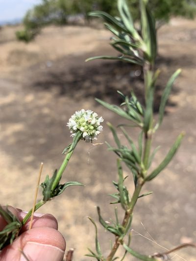 Spermacoce suaveolens, photographed by Carlos Martorell