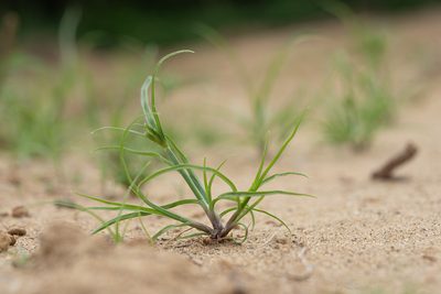 Cyperus compressus