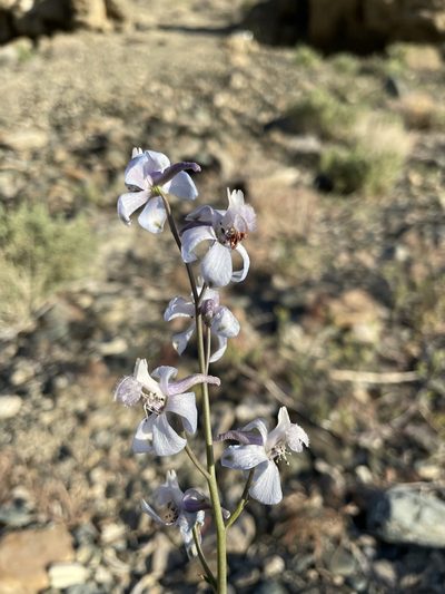 Delphinium parishii, photographed by Matt Berger