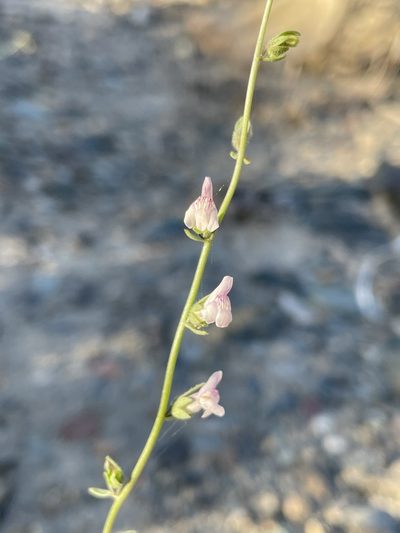 Sairocarpus kingii, photographed by Matt Berger