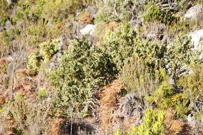 Osyris compressa, photographed by Tony Rebelo