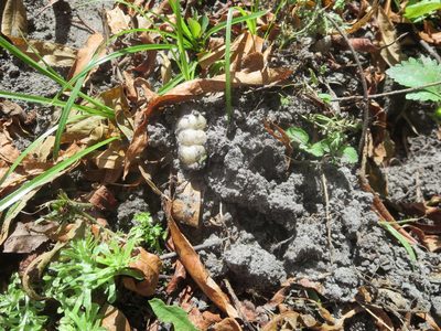 Stachys floridana, photographed by Nonbinary-Naturalist