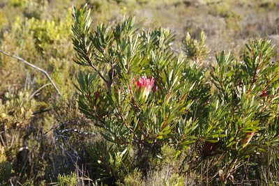 Protea repens, photographed by Tony Rebelo