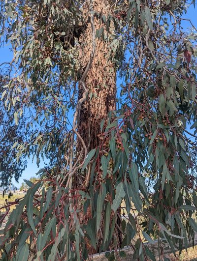 Eucalyptus sideroxylon, photographed by My-Lan Le
