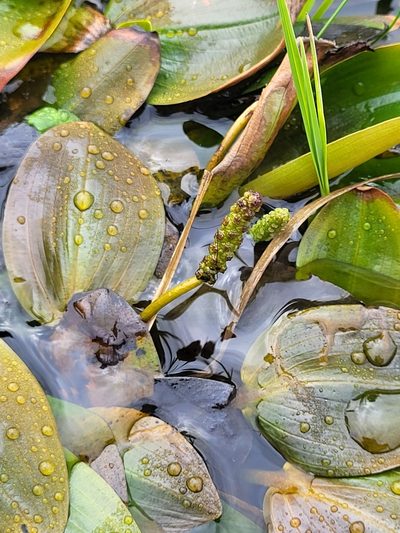 Potamogeton polygonifolius, photographed by Jacek Pietruszewski