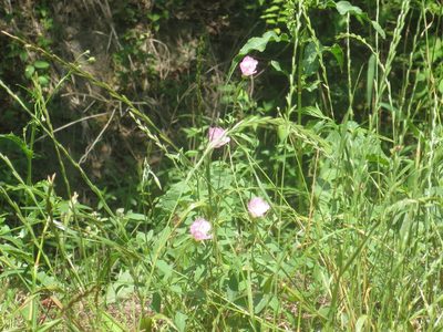 Oenothera speciosa, photographed by Nonbinary-Naturalist