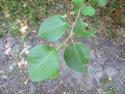 Pyrus calleryana