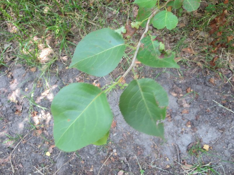 Pyrus calleryana, photographed by Nonbinary-Naturalist