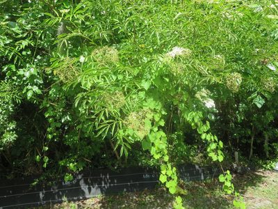 Vitis rotundifolia, photographed by Nonbinary-Naturalist