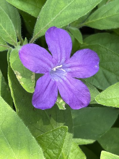 Ruellia longepetiolata, photographed by Gary Rogers