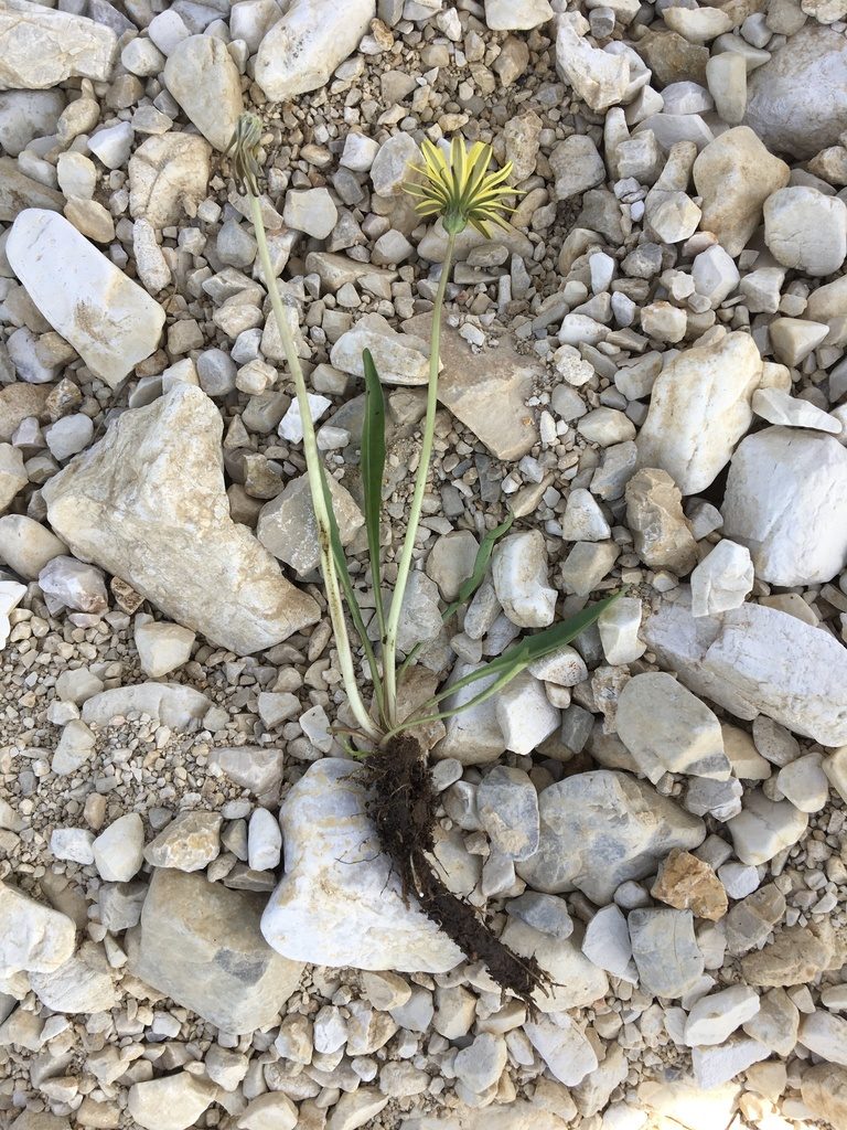 Taraxacum tenuifolium, photographed by Mirko Ubović
