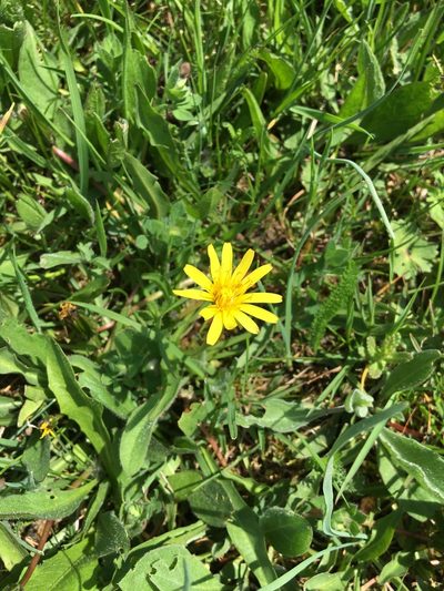 Taraxacum tenuifolium, photographed by Mirko Ubović